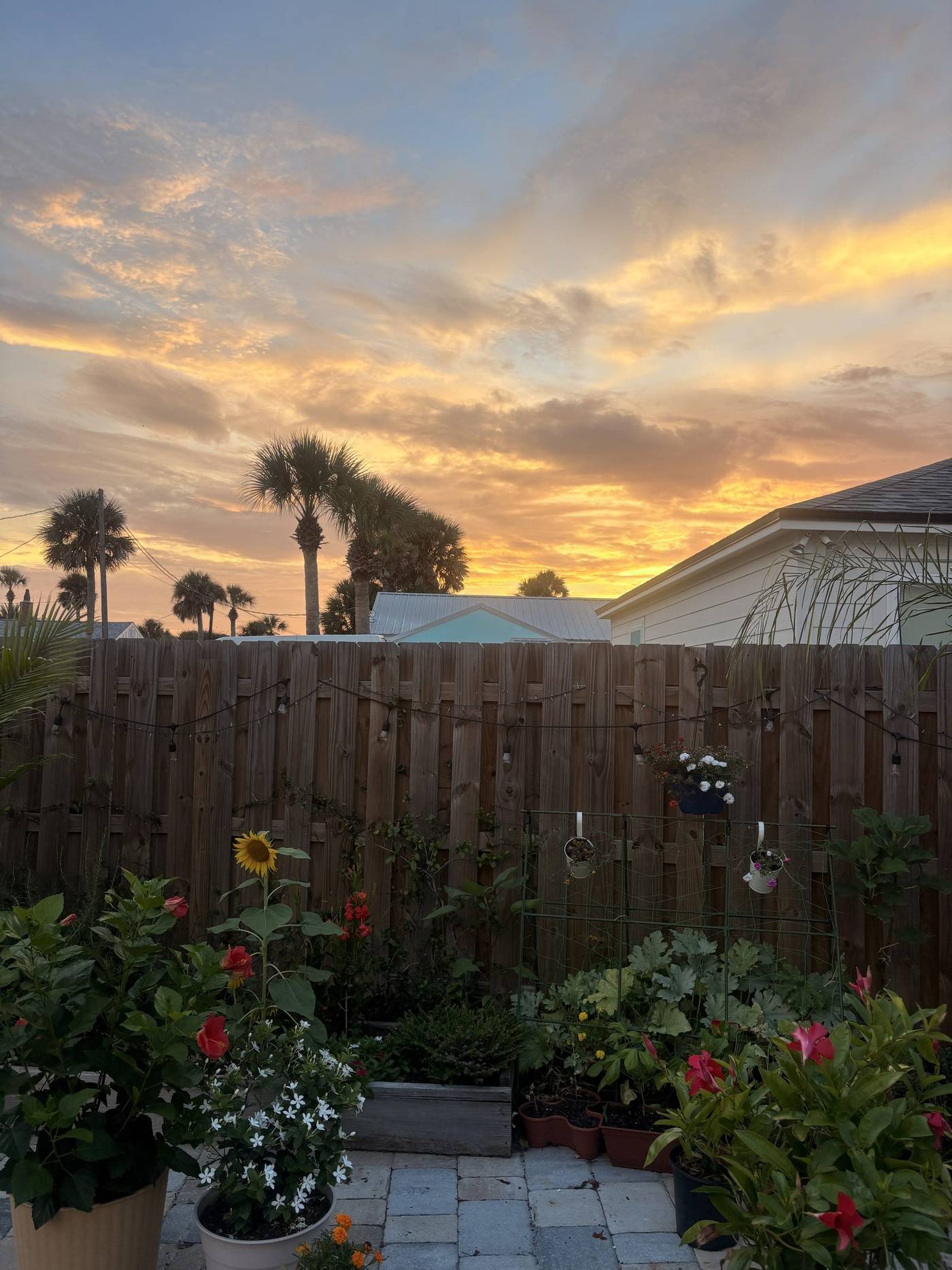 Sunset over a garden and palms in St. Augustine Beach